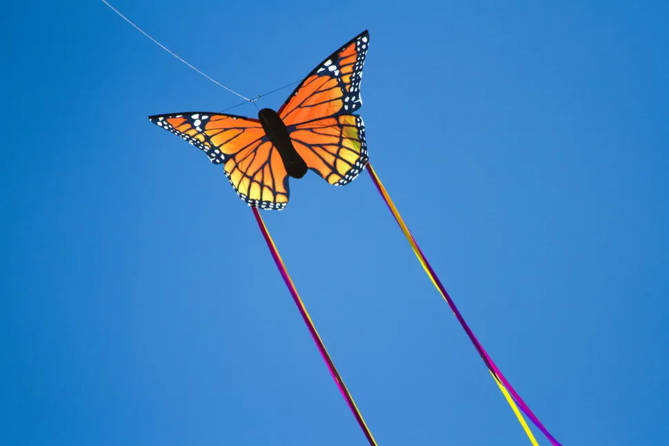 Drachen Schmetterling - 53 Cm