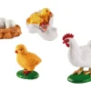 Lebenszyklus - Vom Ei Zum Huhn