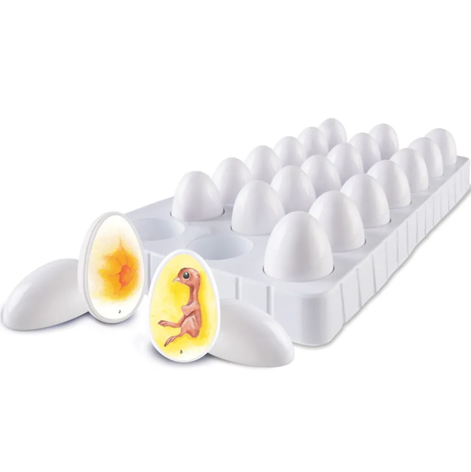 Lebenszyklus - Vom Ei Zum Huhn