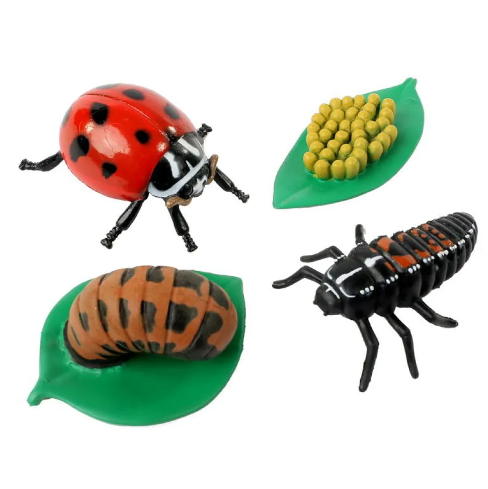 Lebenszyklus: Vom Ei Zum Insekt - Marienkafer