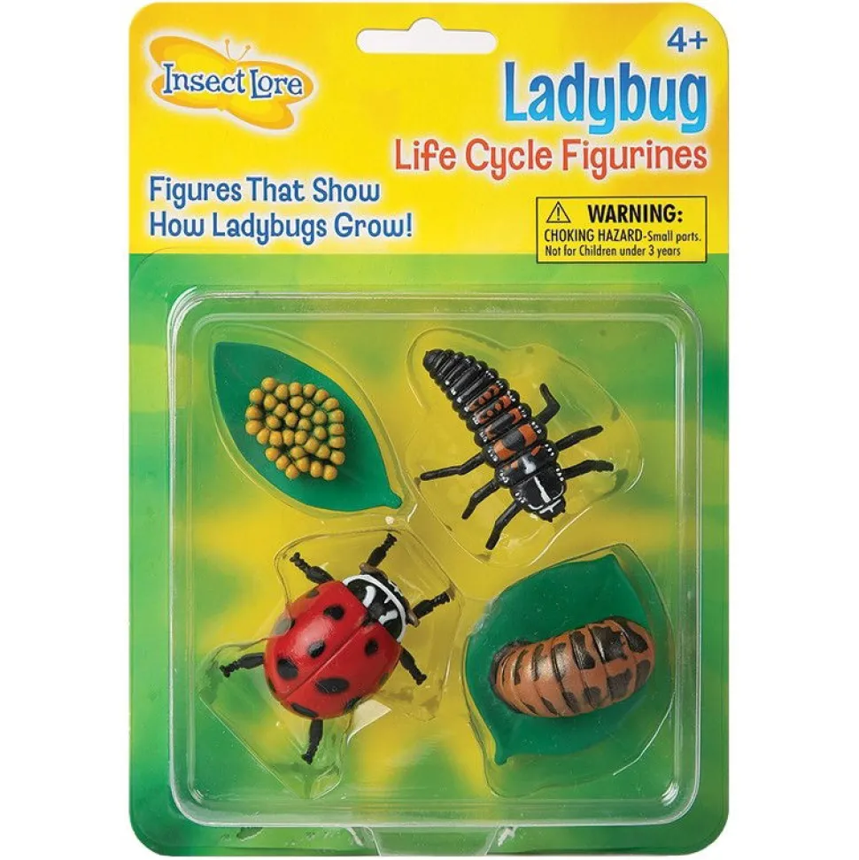 Lebenszyklus: Vom Ei Zum Insekt - Marienkafer