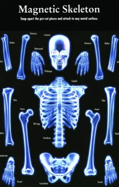 Magnetisches Skelett