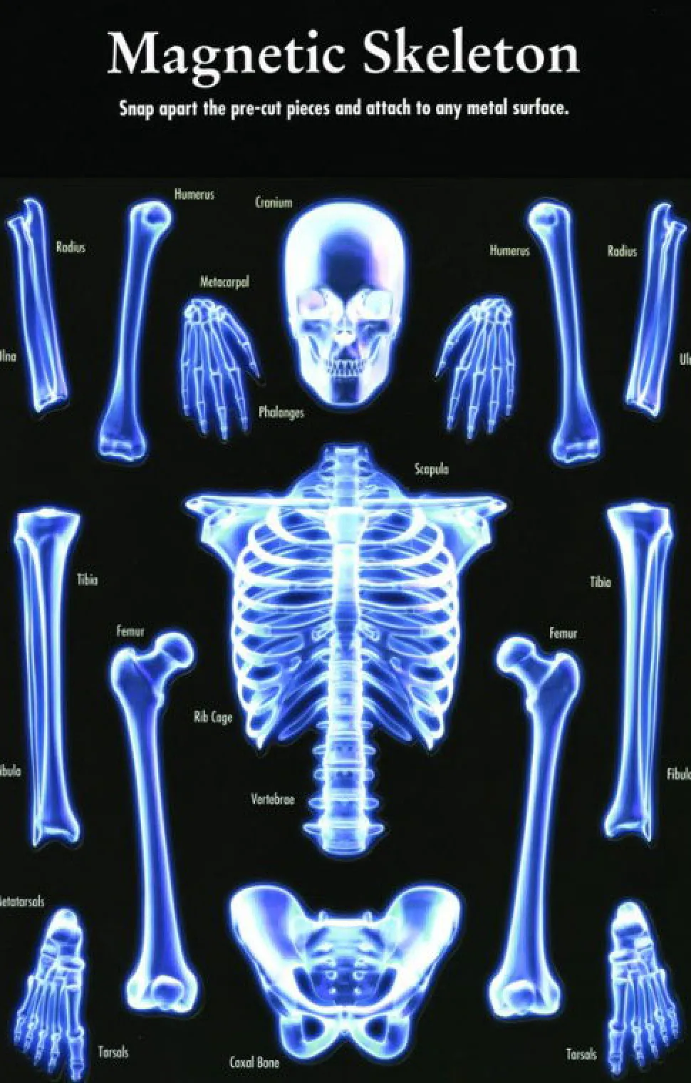 Magnetisches Skelett