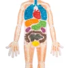 Playmais Zubehör - Anatomiepuzzle