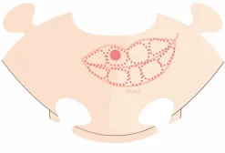 Playmais Zubehör - Anatomiepuzzle