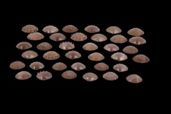 Sensorikmuscheln - Bio, 36 Stk.