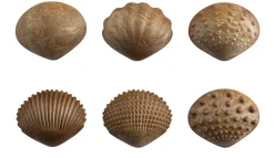 Sensorikmuscheln - Bio, 36 Stk.