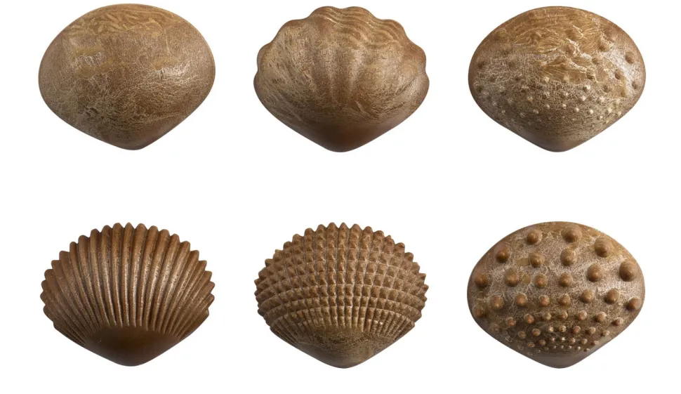 Sensorikmuscheln - Bio, 36 Stk.