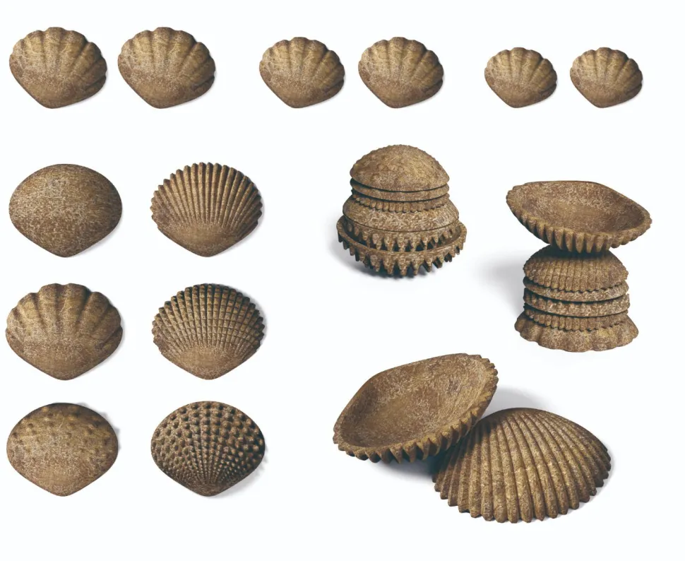 Sensorikmuscheln - Bio, 36 Stk.