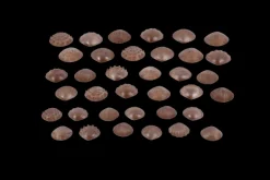 Sensorikmuscheln - Bio, 36 Stk.