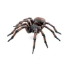 Spinne (L: 6,3 Cm)